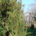 Cephalotaxus harringtoniana 'Fastigiata'